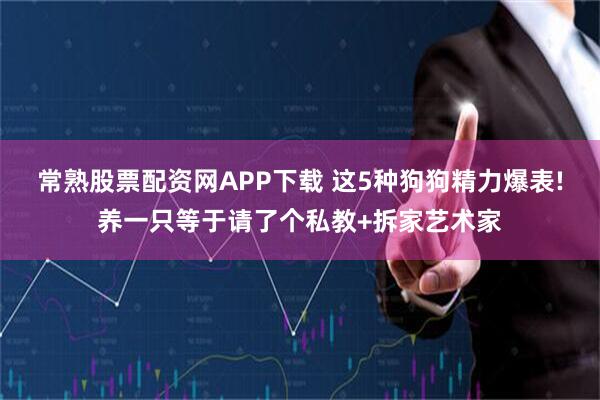 常熟股票配资网APP下载 这5种狗狗精力爆表!养一只等于请了个私教+拆家艺术家